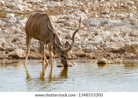 greater kudu namibia deserts and nature in national parks africa namibia