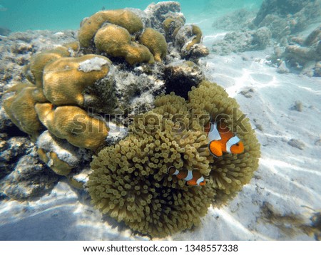 Clownfish with sea anemones under sea 