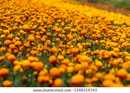 yellow flower. calendula blooming. monday morning. 