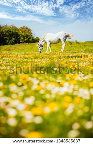 Beautiful view of floral pasture with Arabian horse on a sunny day. Location Carpathian mountain, Ukraine, Europe. Scenic image of farmland. Great picture of wild area. Discover the beauty of earth.