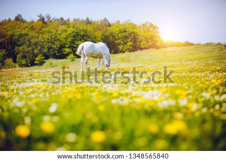 Fantastic view of floral pasture with Arabian horse on a sunny day. Location Carpathian mountain, Ukraine, Europe. Scenic image of farmland. Great picture of wild area. Discover the beauty of earth.