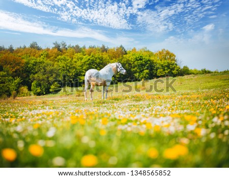 Fantastic view of floral pasture with Arabian horse in the sunlight. Location Carpathian mountain, Ukraine, Europe. Scenic image of farmland. Great picture of wild area. Discover the beauty of earth.