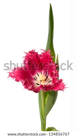 Pink fringed tulip (crispa) on the right on white background