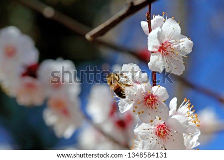 plum blossoms and honeybees