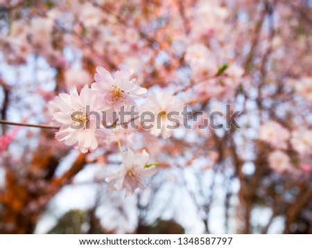 Beautiful cherry blossoms of pink.