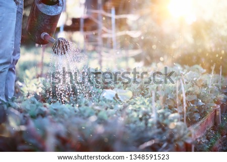 Man farmer watering a vegetable garden in the evening at sunset
