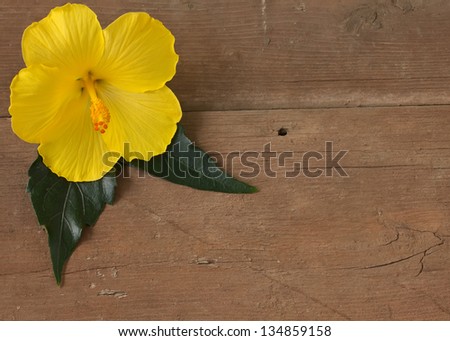 Fresh yellow hibiscus with leaves on wooden background.