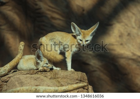  fennec fox zoo life