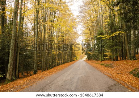 A road through the woods, on an autumn day