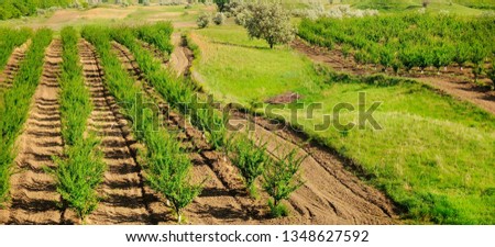 Orchard and green meadows . Agricultural landscape. Wide photo .