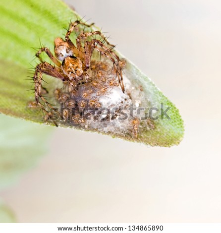 Spider and Babies on an Artificial Leaf