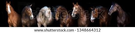 Horse group portrait at black background for banner