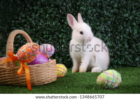 Easter bunny rabbit white with painted egg in the wooden basket on green grass background. Easter holiday concept.