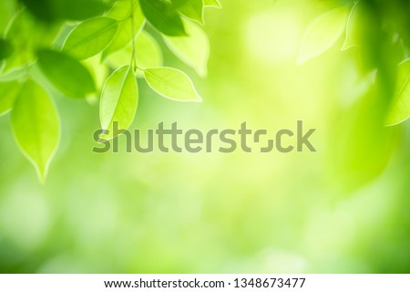 Nature of green leaf in garden at summer. Natural green leaves plants using as spring background cover page environment ecology or greenery wallpaper Royalty-Free Stock Photo #1348673477