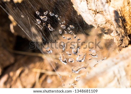 water drops stuck in the web