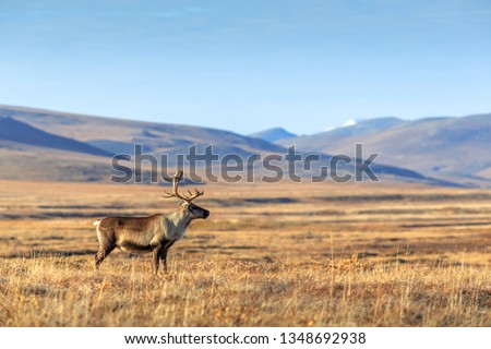 Lonely reindeer in the tundra. Beautiful vast valley among the hills far from civilization. Arctic nature. Chukotka, Siberia, Far East of Russia. Extreme North. Place for text. Royalty-Free Stock Photo #1348692938