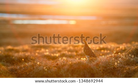Partridge in the tundra. Beautiful backlight during the golden hour at sunset. Arctic wildlife. Chukotka, Siberia, Far East of Russia. Royalty-Free Stock Photo #1348692944