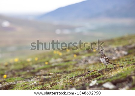 Beautiful landscape with a Great knot (Calidris tenuirostris) and a blurred background. A small bird on a hillside. Arctic wildlife. Chukotka, Siberia, Russia. Perfect for design. Place for text. Royalty-Free Stock Photo #1348692950