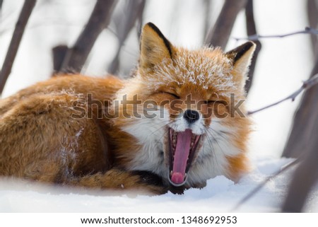 A funny red fox yawns, opening its mouth wide and sticking its long tongue out. Anadyr fox (Vulpes vulpes beringiana). Wildlife of the Arctic. Chukotka, Siberia, Far East of Russia. Close-up. Royalty-Free Stock Photo #1348692953