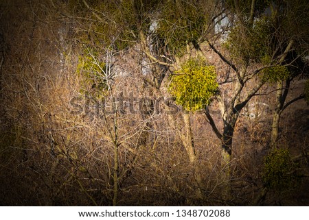 Tree park and plant parasite mistletoe. Multiple disease. Picture taken in Ukraine. Horizontal frame. Color image