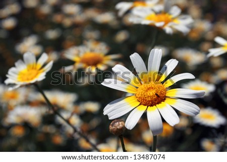 daisy flowers under the sunshine