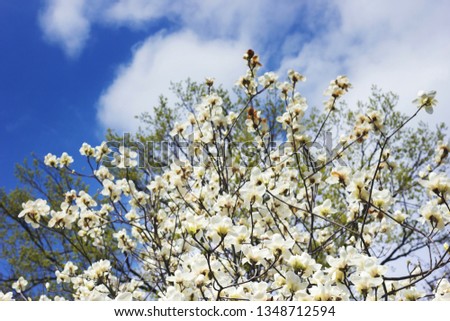 Symbol of spring, female charm and chastity - Magnolia flower natural blooming branches on blue sky background for fresh spring design