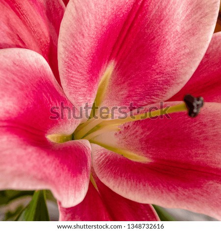 dark pink lilium flower close up, strong bokeh