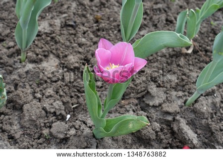 One pink flower of tulip in spring