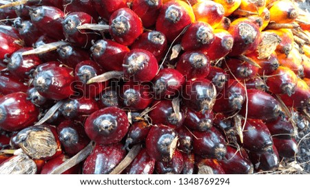 Oil palm fruits in plantation is important agriculture economy in tropics Asia