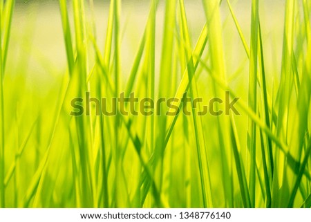Green grass in eye level view for background or graphic design.Meadow with morning sunlight in the spring that gives a refreshing feeling.