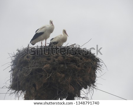 natural life and nests of storks
