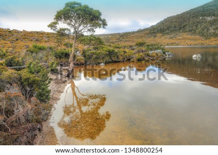 water and tree with mountain in winter