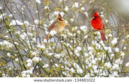 Male and Female Cardinals sit together on a snowy rose bush. Royalty-Free Stock Photo #134881022