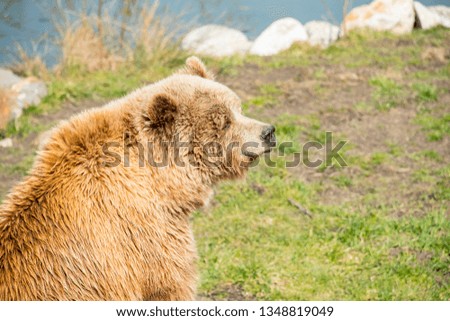 Brown bear in nature