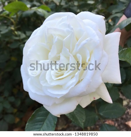 White rose blossom in full bloom. Picture grabbed in a parc near Bad Mergentheim, Germany in autum 2018.