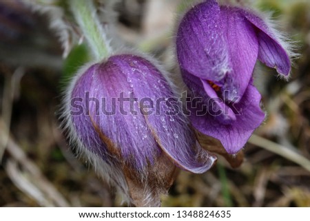 Pulsatilla vulgaris flowering plant, common pasque flower.