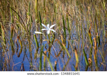 white flower of everglades