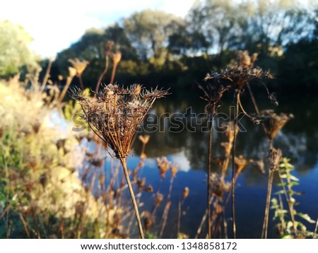 dry grass and near the river in the autumn