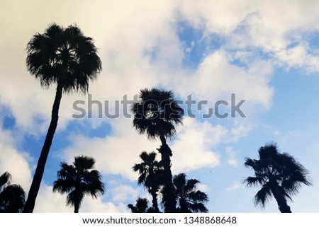 Palm trees silhouettes on the blue sky