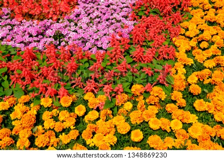 Colorful Flowers Garden