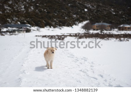 A little puppy on the snow mountain