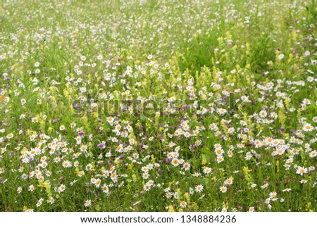 Glade with blooming daisies. Natural summer background.