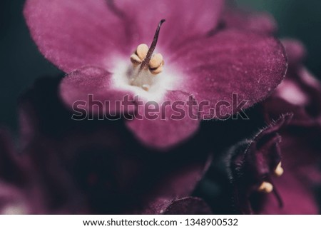 Closeup of violet flower. Macro photo of a violet bud. Details of flowers.