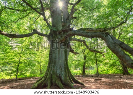 old beech tree in deciduous forest