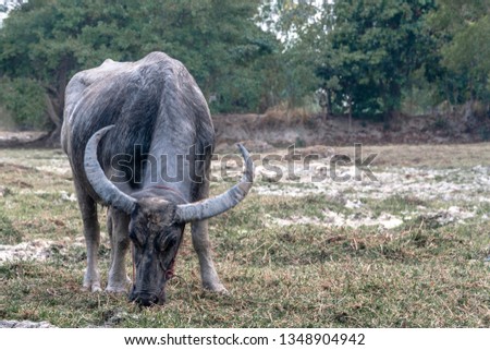 A picture of a buffalo buffalo entering the stall
