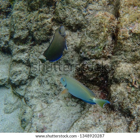 Ocean Surgeonfish eating growth off of the coral and rocks at Coki Beach US Virgin Islands.