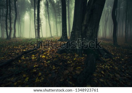 foggy woods low angle view with tree roots and forest ground