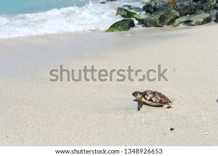 turtle crawling on a sandy beach in the sea