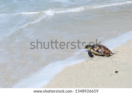 turtle crawling on a sandy beach in the sea