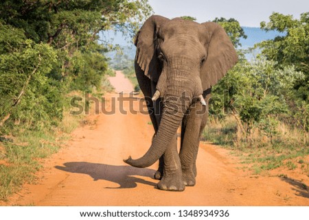 Elephant bull walking towards the camera in the Welgevonden game reserve, South Africa.